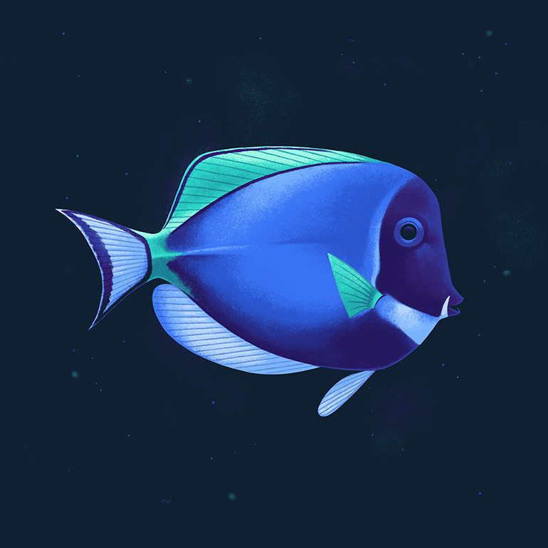 Deep Sea Creatures - Blue Tang