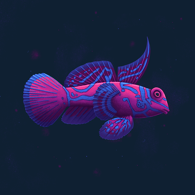Deep Sea Creatures - Mandarinfish