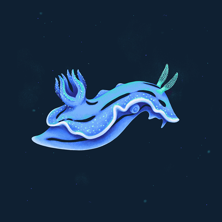 Deep Sea Creatures - Sea Slug